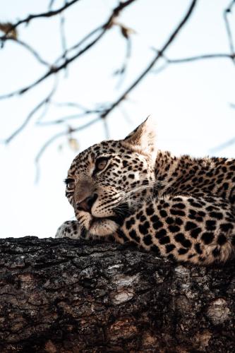 Honeyguide Tented Safari Camps - Mantobeni