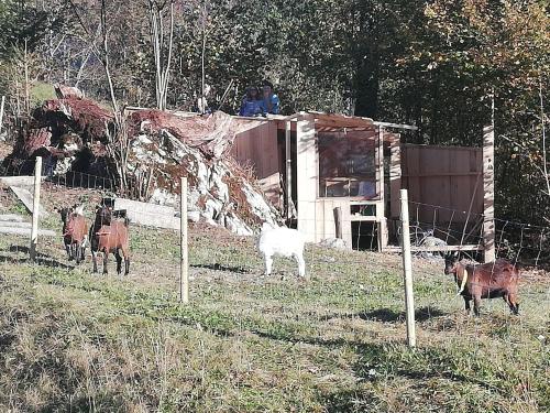 Haus Alpin Lofer