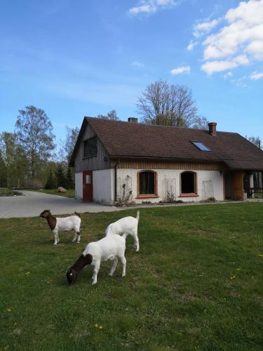 B&B Kaltene - Atpūtas Vieta Raudiņi - Bed and Breakfast Kaltene