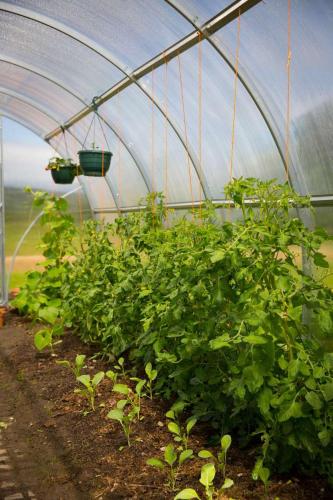 Shannon Breeze B&B - image 9