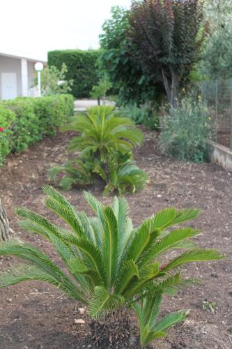 Il giardino di Artemide