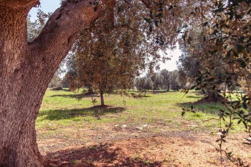 Trullo magico Trullo magico