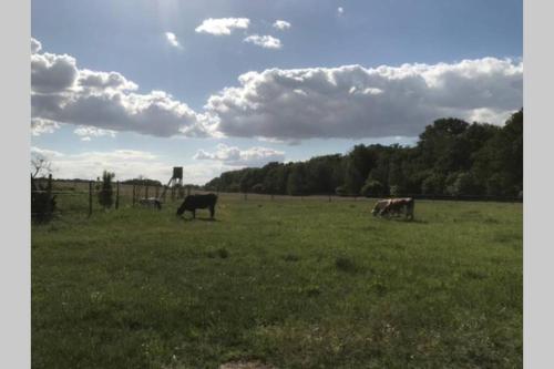 Ferienhaus mit Terrasse und Garten in Wandlitz 8.5km von Liebenwalde entfernt