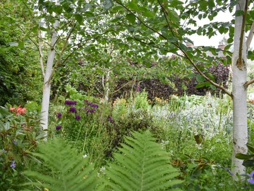 Yew Tree - image 2