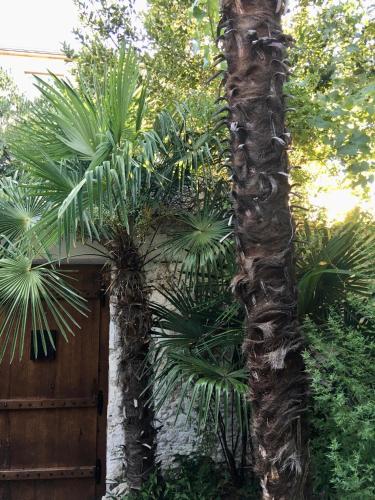 Palmera - image 10