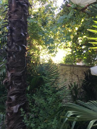 Palmera - image 7