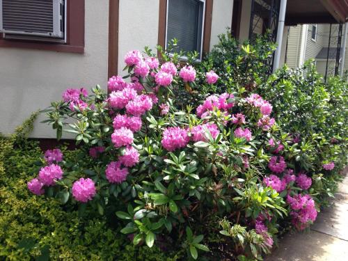 Bowers House BnB Harvard MIT Cambridge Boston – Somerville, MA