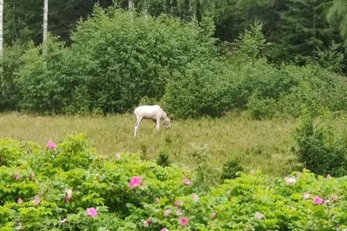 Bograngen Lgh C in Bograngen