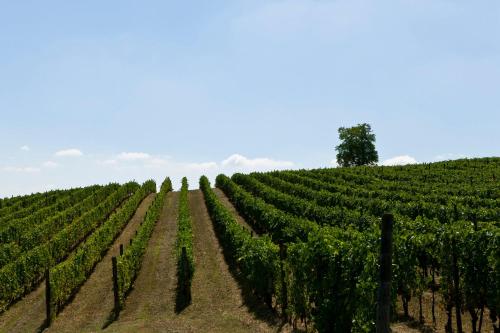 Agriturismo Cascina del Rosone