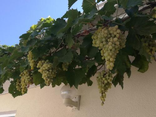 Guest house Vremena Goda 2 - image 8