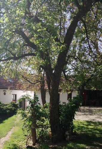 Garden, Keramicky a vytvarny atelier Konesin in Jihlava