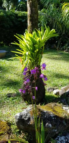 Les Bananes Vertes