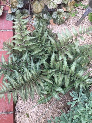 Un Figuier dans notre Jardin