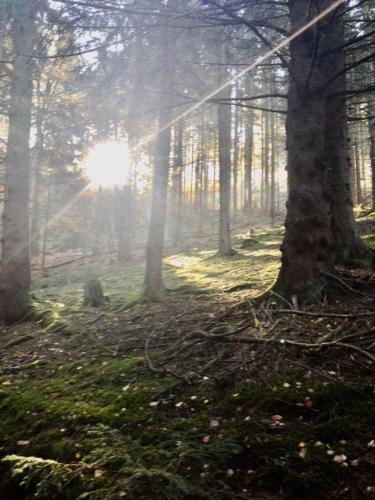 Waldnest Odenwald 4
