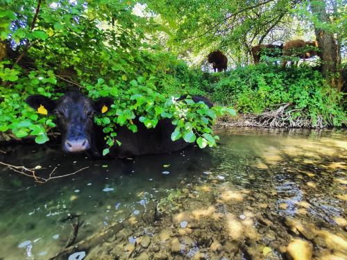 Farm Stay Peternelj - image 3