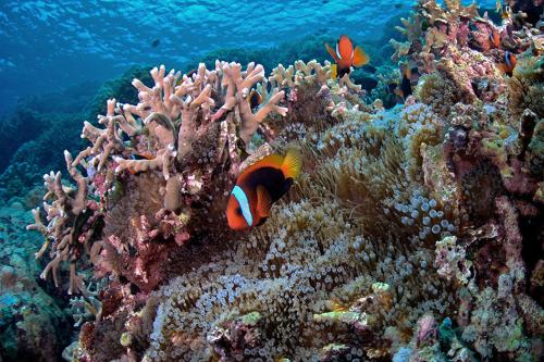 Guesthouse The 4 Fish