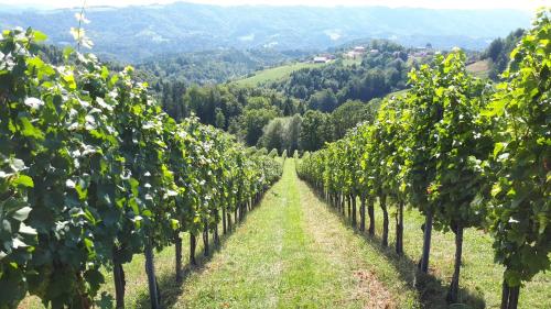 Surrounding environment, Maxl in Graz Suburbs