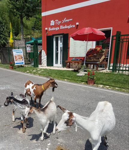 Agriturismo Rosso Lampone