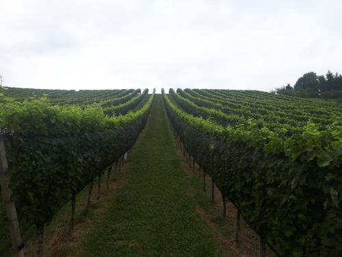 Surrounding environment, Maxl in Graz Suburbs
