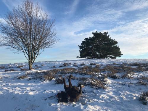 Bildstein's "Kathmandu" Bildstein's "Kathmandu"