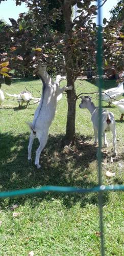  Alle Zagare in Refrontolo