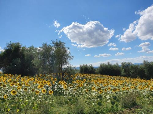 La Collina - image 3