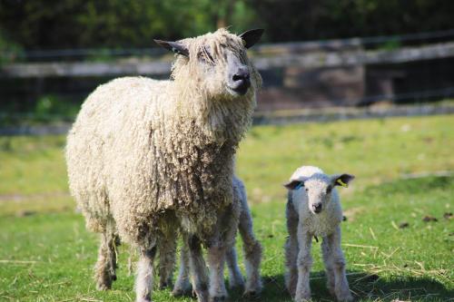 Elmfield House - image 3