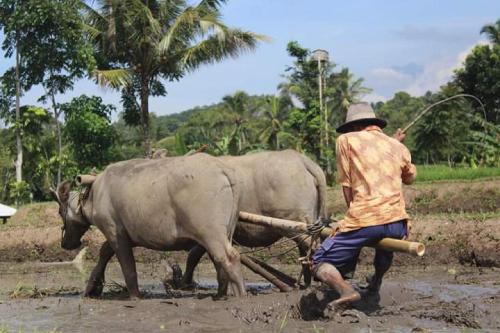 Ijen distric homestay & Tour