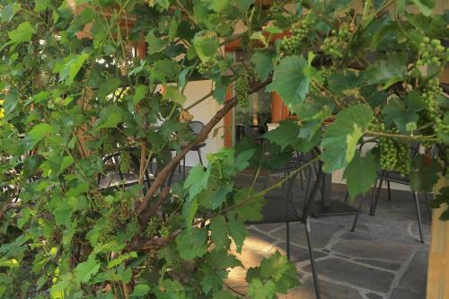 B&B Frühlingsheim