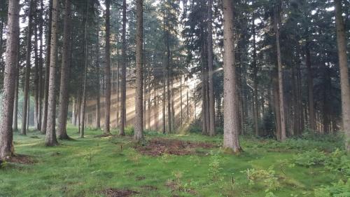 Kuckuckstraum in Schönwald, Deutschland