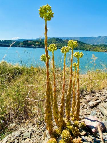 Apartaments Chenin Blanc-Priorat-