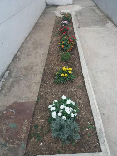 Apartments Radulovic - image 7
