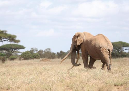Amboseli Serena Safari Lodge