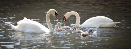 ทัศนียภาพ, Bridge Guest House in ทิเวอร์ตัน