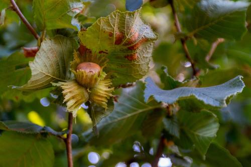 Chalé da Quinta "Lavoura da Bouça - Fruta Bio"