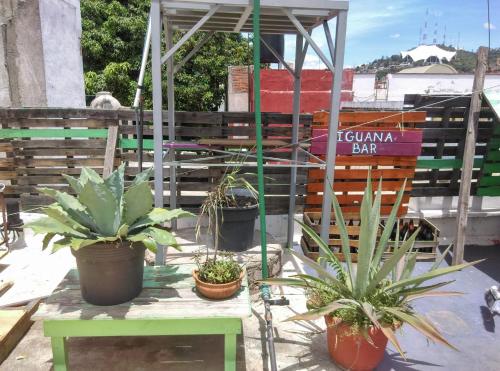 Iguana Hostel Oaxaca – Oaxaca, NE