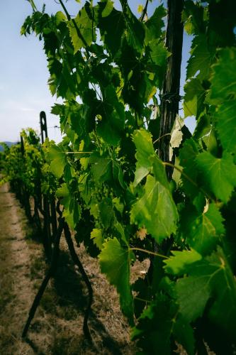 Fattoria Degli Usignoli - main image