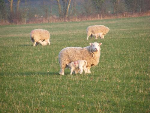 Marshwood Farm B&B and Shepherds Hut