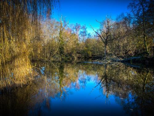 New Forest Lodges - image 12