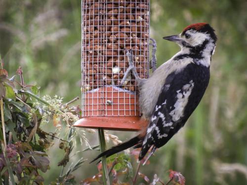 New Forest Lodges - image 4