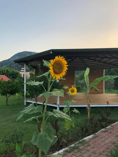  Cirali Armira Bungalow in Çıralı