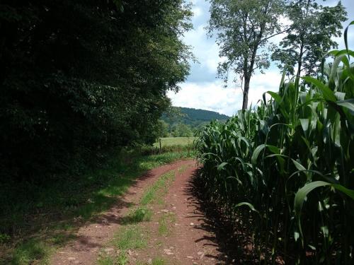 Tentrr - Hilltop Getaway - image 7