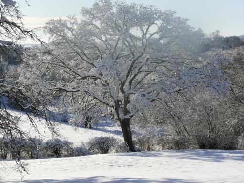 The Larches Ledbury