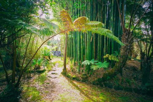A szálláshely kívülről, Volcano Teapot Cottage in Volcano (HI)