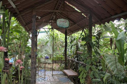 Salamandra Costa Rica in Suburbs