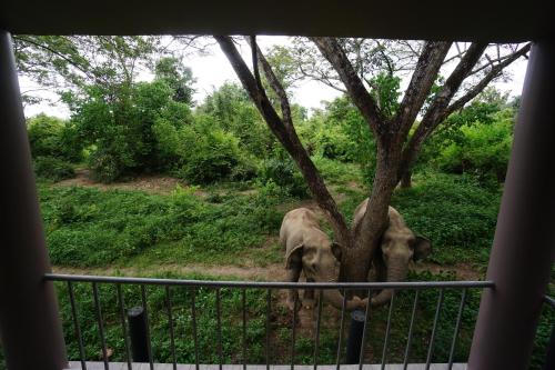 I love phants Lodge Room Type - Double Room with Garden View