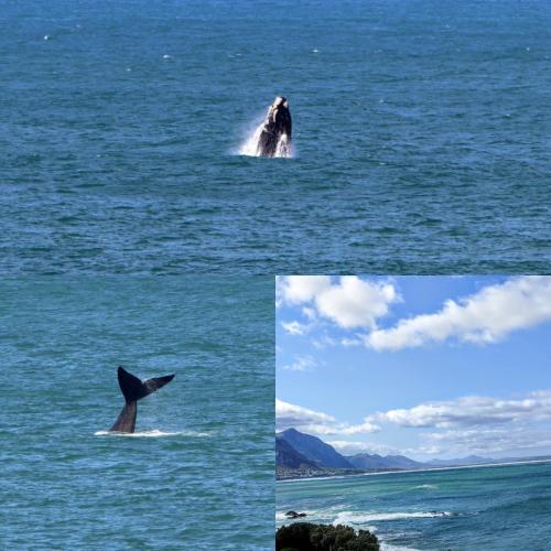 The Sun, Whales & Waves - Seafront Apartment, Hermanus (foto 6)