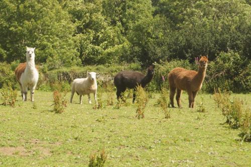 Mullacott Farm