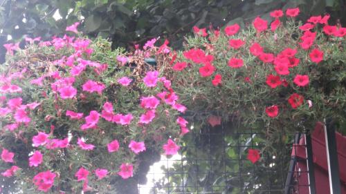 Guest House Pavlovic - main image