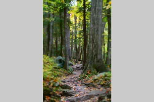 Downtown Gatlinburg Gem 102 - Walk to the Shops & Trails Downtown Gatlinburg Gem 102 - Walk to the Shops & Trails